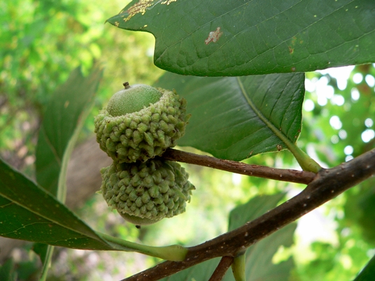 {Quercus bicolor}